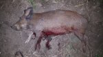 Hog050X.jpg