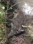 CreekHog.JPG