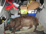 van pig.jpg