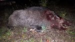 Hog052X.jpg