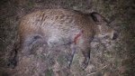 Hog053x.jpg