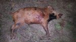 Hog054x.jpg