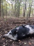 ZonePigs2.JPG