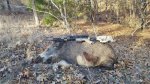 Hog055X.jpg