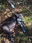 BigSow3.JPG