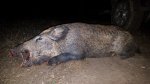 Hog056x.jpg