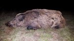 Hog064X.jpg