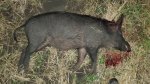 Hog071x.jpg