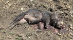 Hog072x.jpg