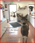 Bucksdoe.JPG
