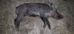 Hog082x.jpg