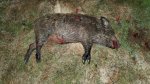 Hog083x.jpg Hog083x.jpg