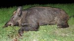 Hog088bx.jpg