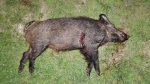 Hog088x.jpg