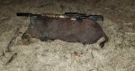 Hog110x.jpg