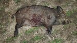 Hog0002x.jpg