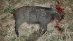 Hog0003x.jpg