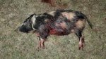 Hog0004x.jpg