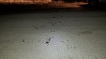 Bloodtrail2x.jpg