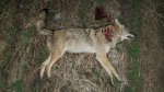 Yote01bx.jpg
