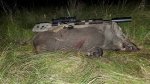 Hog0010x.jpg Hog0010x.jpg
