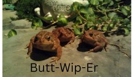 Butt-Wip-Er.jpg
